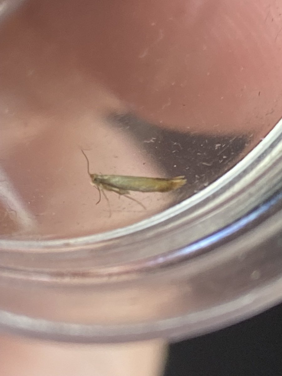 Sarumbirder's tweet photo. Hi sea , a few moths from local reserve cheers ⁦@MOTHIDUK⁩ https://t.co/ExmbDwZbYr