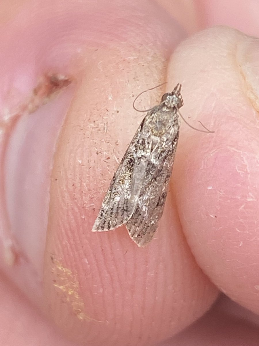 Sarumbirder's tweet photo. Hi sea , a few moths from local reserve cheers ⁦@MOTHIDUK⁩ https://t.co/ExmbDwZbYr