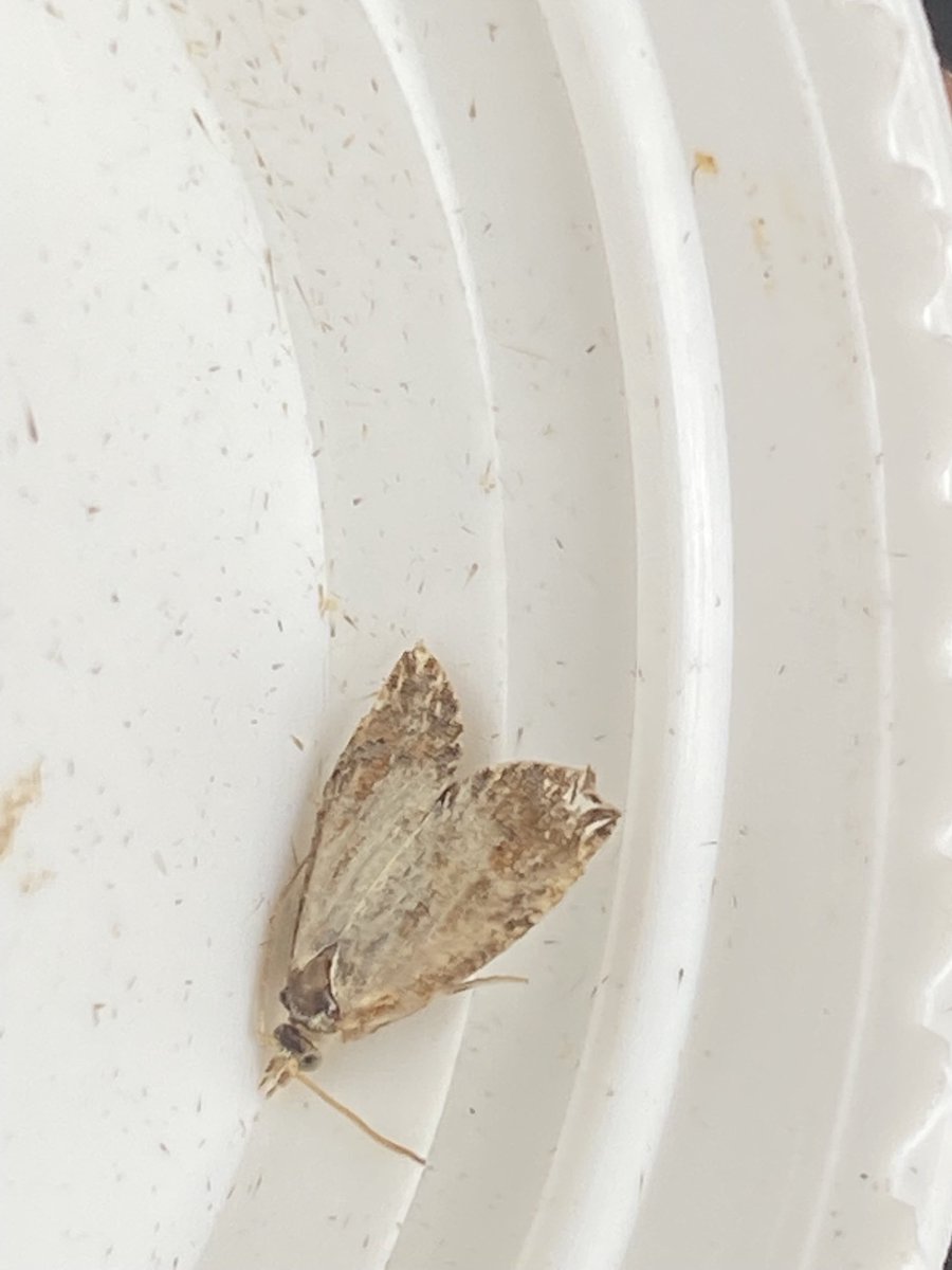 Sarumbirder's tweet photo. Hi sea , a few moths from local reserve cheers ⁦@MOTHIDUK⁩ https://t.co/ExmbDwZbYr