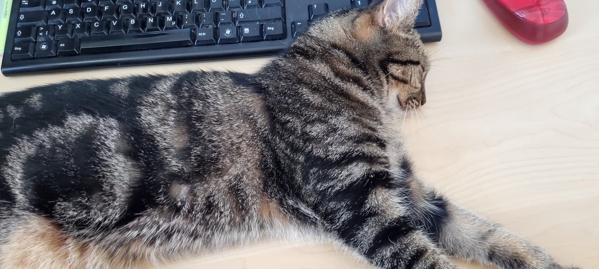 Raevenskye's tweet photo. Im streaming! Kisa is a bit of a cutie pie at the moment https://t.co/LLHHoVjuRU