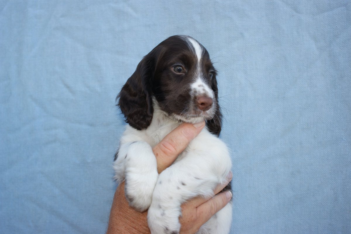 ADOGSLIFE3's tweet photo. This little man was 8 weeks old yesterday and still looking for a new family. #puppy #puppydog #cockerspaniel #spaniel #workingcockerspaniel #toftwelldogs https://t.co/O50zs2TqOf
