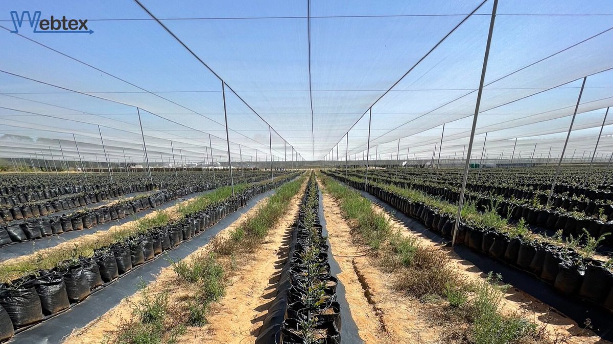 WebtexZw's tweet photo. Protect your crop from hail and other extreme weather by creating a barrier with our Shade Netting π±π«§π«
#shadenetting #versatile #durable #hailprotection #hailnetting #cropprotection #blueberries #supportingagriculture #webtexzw https://t.co/wtupr7uUlb