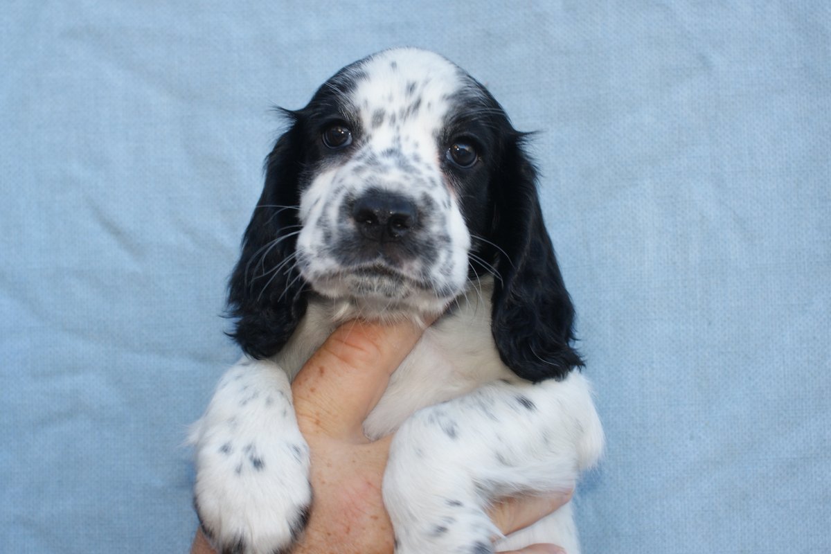 ADOGSLIFE3's tweet photo. This little lady was 8 weeks old yesterday and still looking for a new family. #puppy #puppydog #cockerspaniel #spaniel #workingcockerspaniel #toftwelldogs https://t.co/OtQvFzUHCo