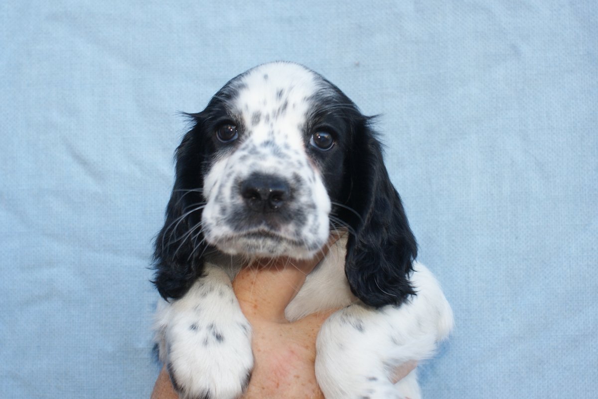 ADOGSLIFE3's tweet photo. This little lady was 8 weeks old yesterday and still looking for a new family. #puppy #puppydog #cockerspaniel #spaniel #workingcockerspaniel #toftwelldogs https://t.co/OtQvFzUHCo