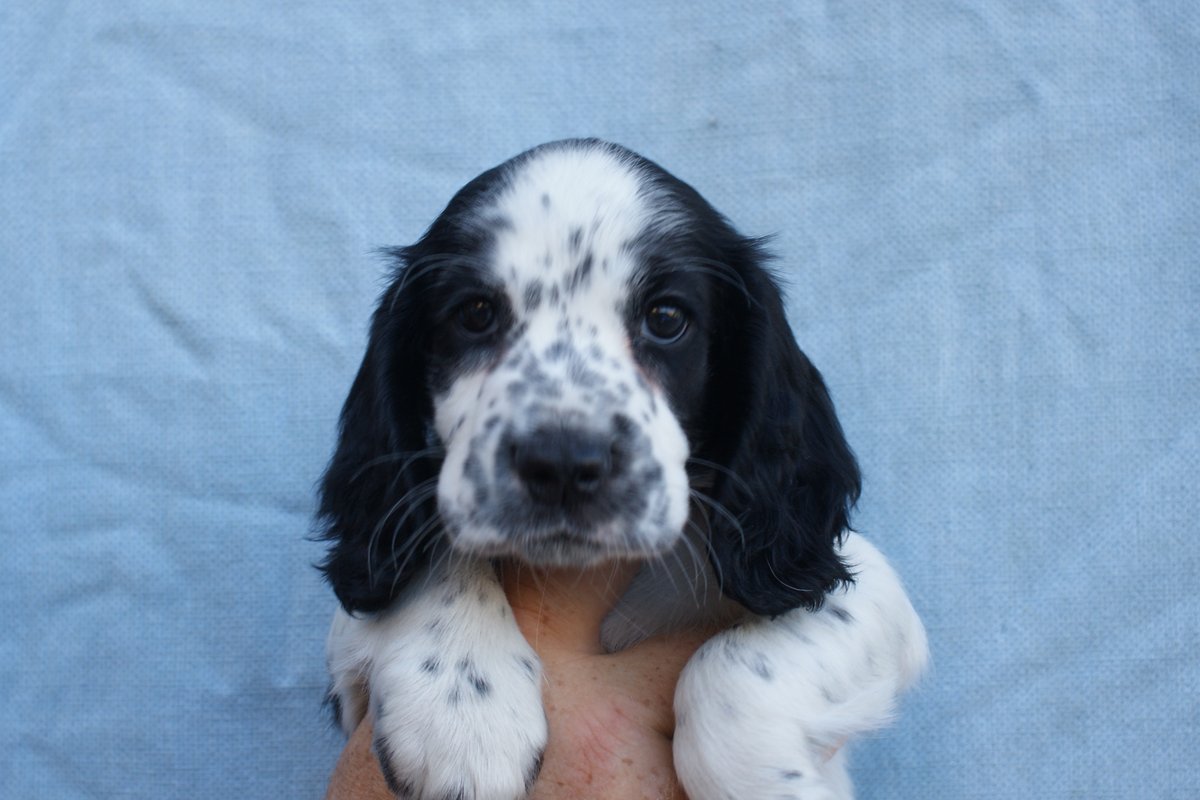 ADOGSLIFE3's tweet photo. This little lady was 8 weeks old yesterday and still looking for a new family. #puppy #puppydog #cockerspaniel #spaniel #workingcockerspaniel #toftwelldogs https://t.co/OtQvFzUHCo