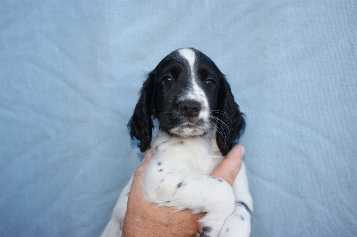ADOGSLIFE3's tweet photo. This little man was 8 weeks old yesterday and still looking for a new family. #puppy #puppydog #cockerspaniel #spaniel #workingcockerspaniel #toftwelldogs https://t.co/NNKQAzaAHY