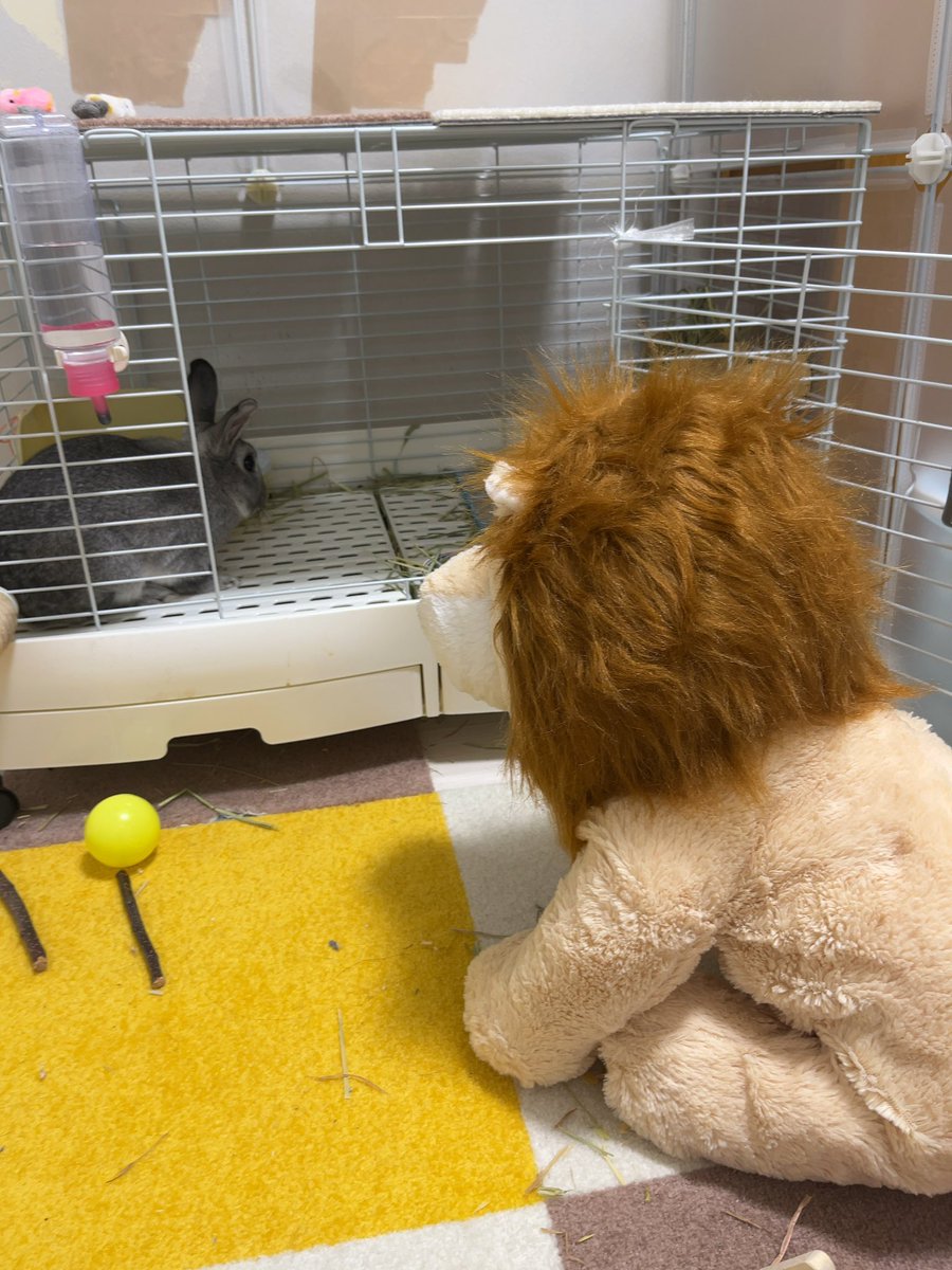 utan2021's tweet photo. きょうのう〜たん！

目を合わせないようにするうさぎ😂😂

#rabbit #bunny #animal #lion #cute #lovely #kawaii #うさぎのいる生活 #うさぎ #うさぎのいる暮らし #動物　#どうぶつの森  #う〜たんちゃんねる #ライオン https://t.co/9YiIcLNuGH