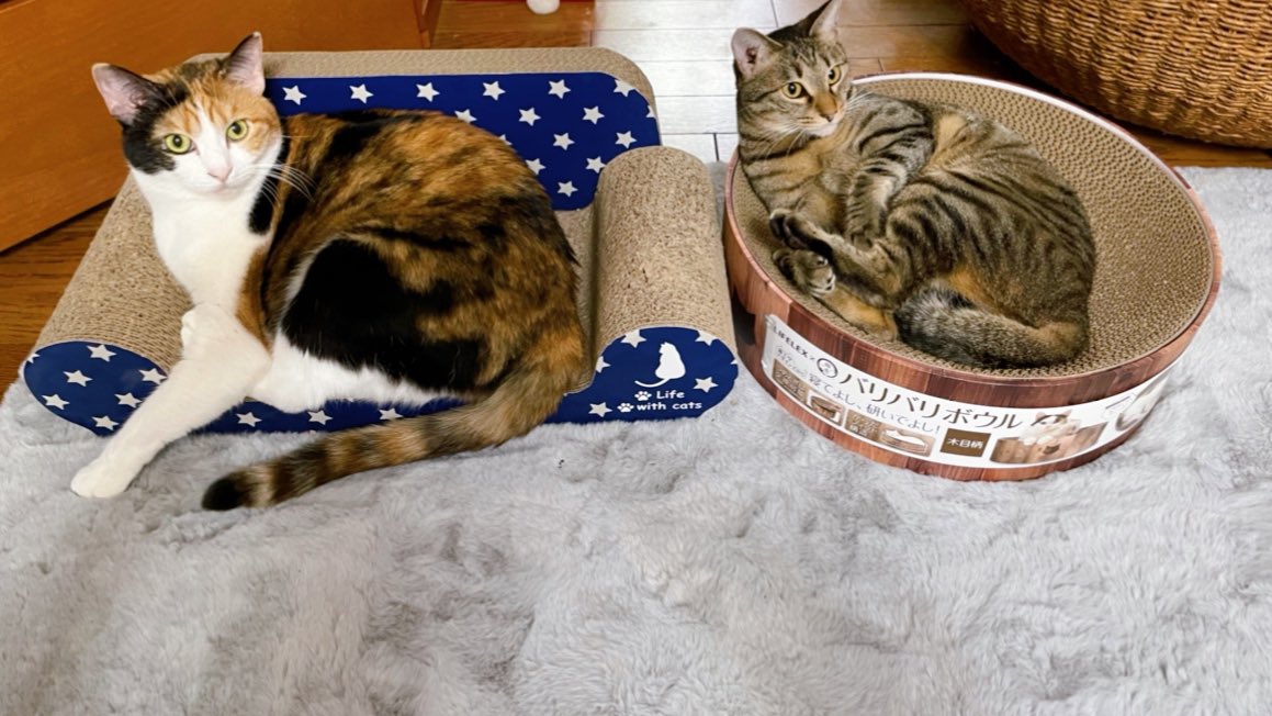 fDrwY9l2ufG3fs1's tweet photo. 2人で仲良く😊
#子猫 #猫 #ネコ #三毛猫 #キジトラ #可愛い #キュート #癒し #猫のいる暮らし #ねこのいる生活 #ねこだいすき #もふもふ #猫好きさんと繋がりたい #仲良し #prettycats #cats #catlover #catlove #catsphotos #cuteca https://t.co/7U9QEsD5ew