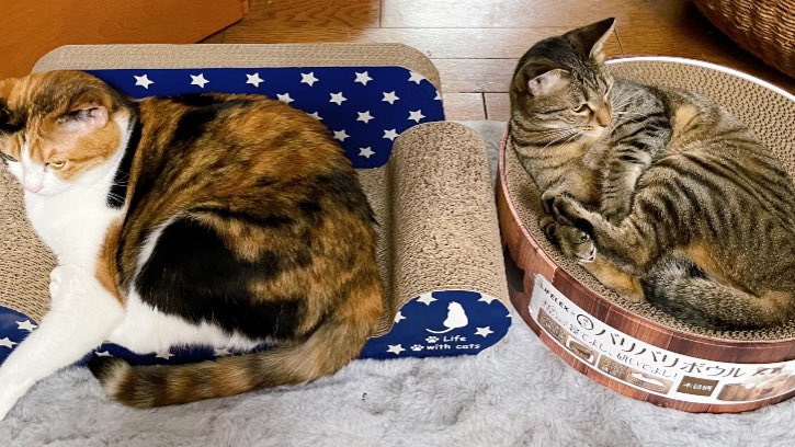 fDrwY9l2ufG3fs1's tweet photo. 2人で仲良く😊
#子猫 #猫 #ネコ #三毛猫 #キジトラ #可愛い #キュート #癒し #猫のいる暮らし #ねこのいる生活 #ねこだいすき #もふもふ #猫好きさんと繋がりたい #仲良し #prettycats #cats #catlover #catlove #catsphotos #cuteca https://t.co/7U9QEsD5ew