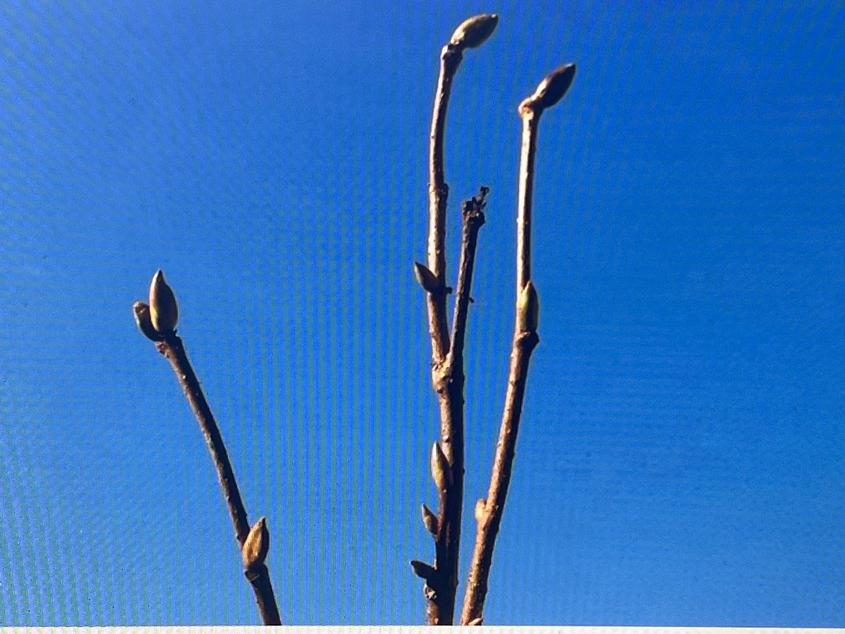 checkmate.uk.com tweet media