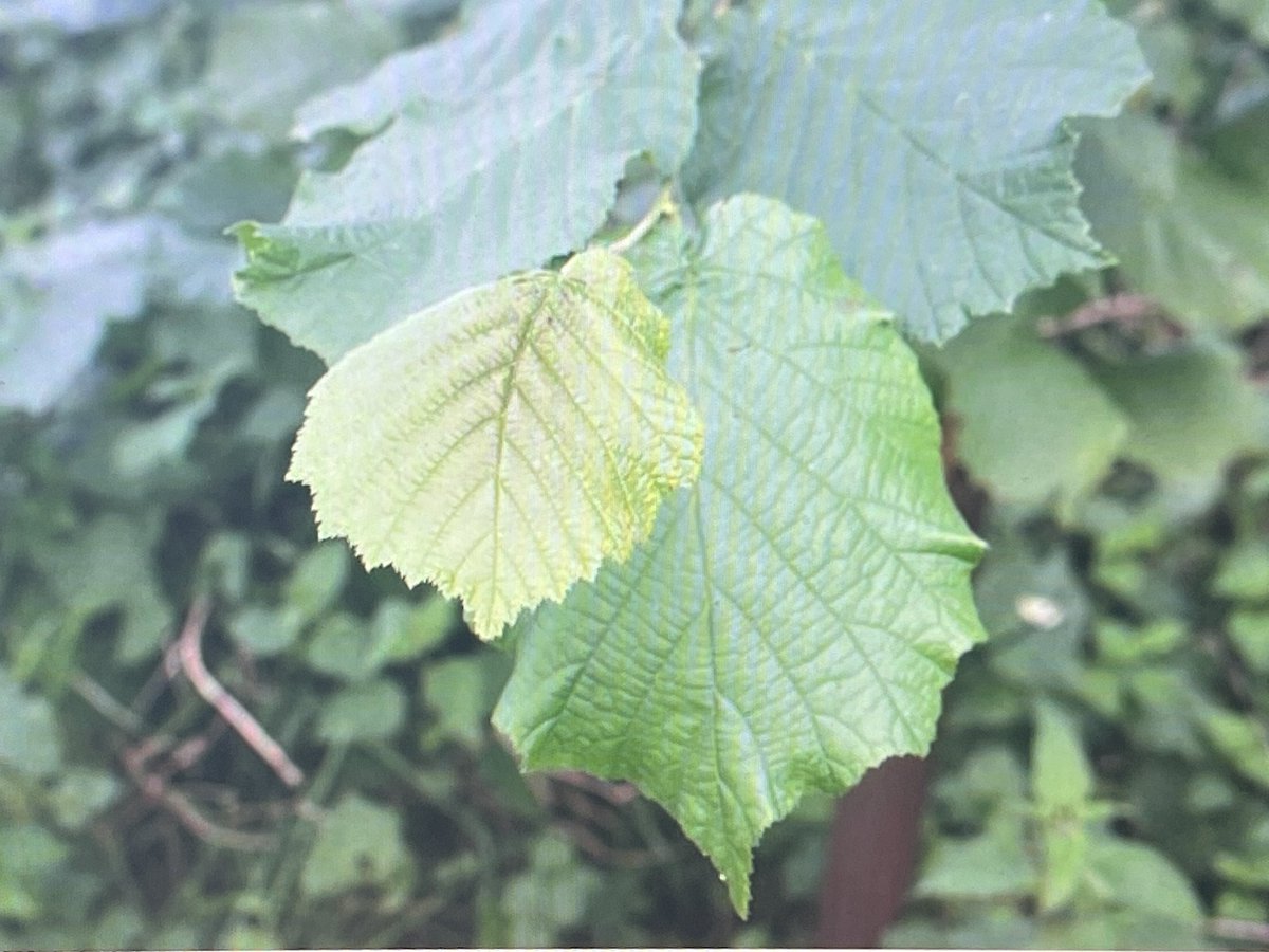 checkmate.uk.com tweet media