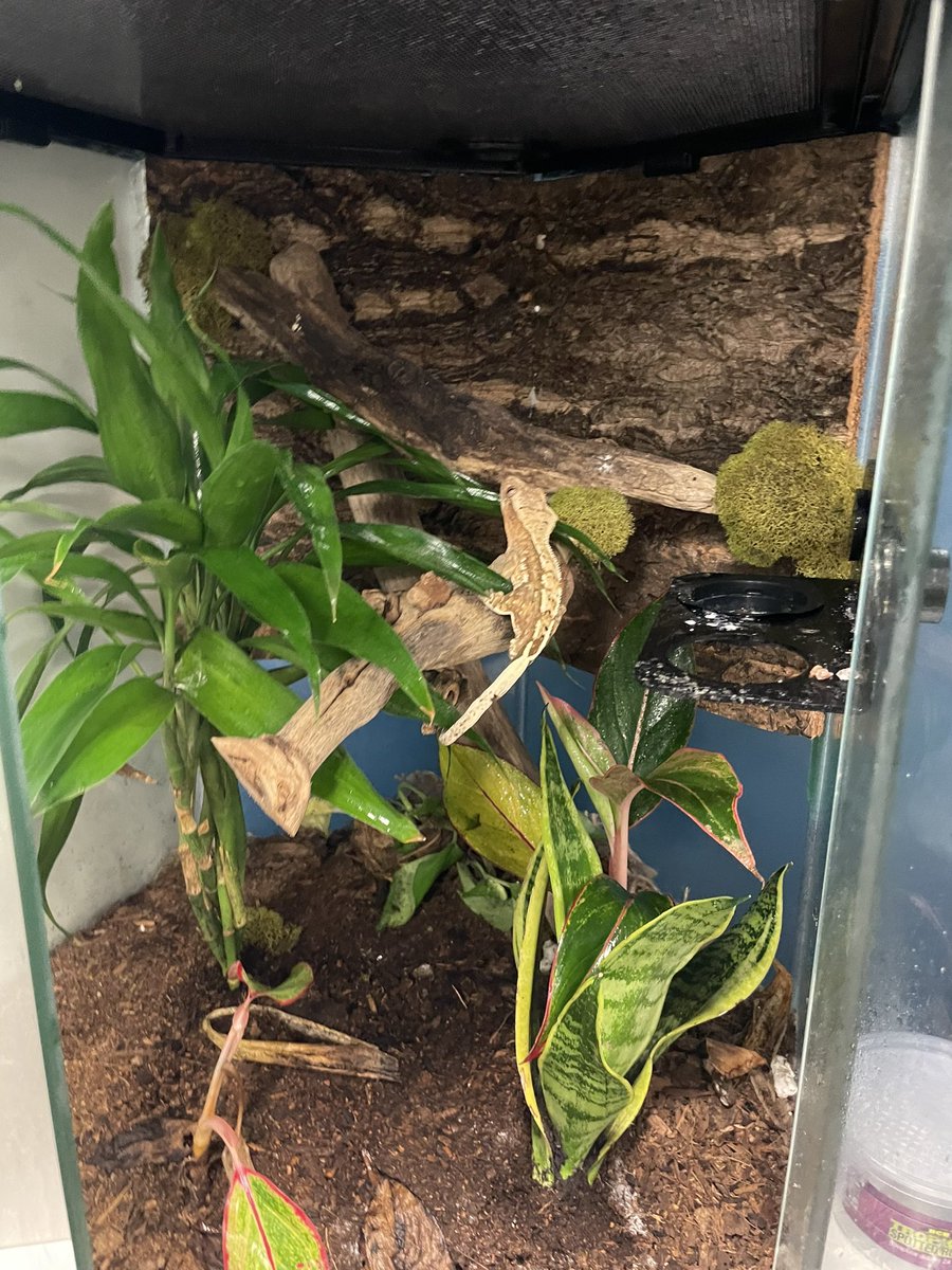 KWBPascal's tweet photo. I decided to come in and help @KWBHollander get ready for the students. I dig my new digs! #kwbpride https://t.co/NiJeoQHcst