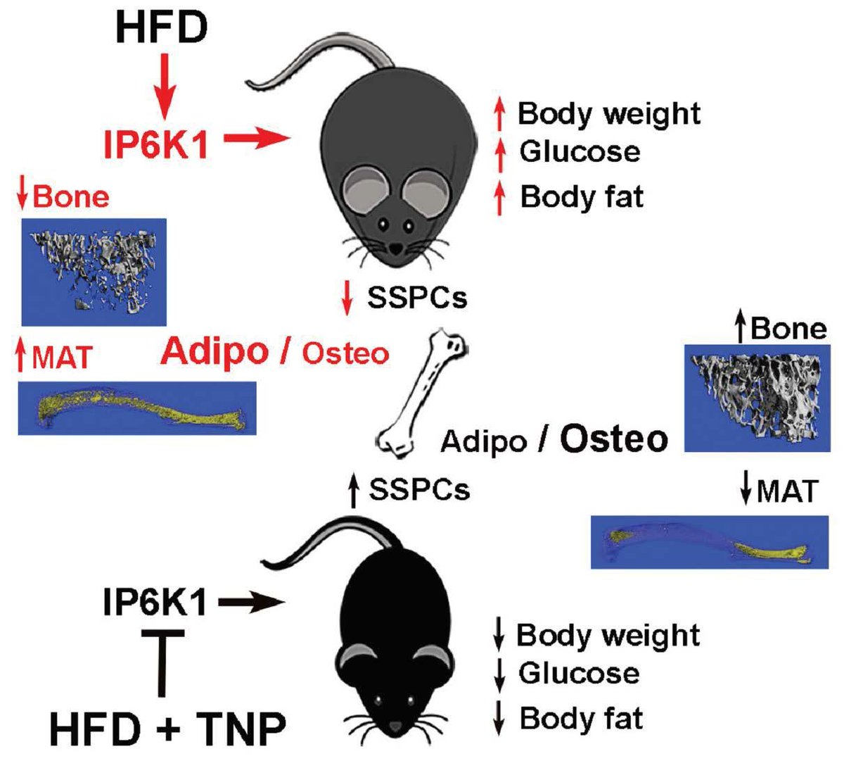 Pharmacological Inhibition of Inositol Hexakisphosphate Kinase 1 Protects Mice against Obesity-Induced Bone Loss mdpi.com/1792042 #mdpibiology via <a href="/Biology_MDPI/">Biology MDPI</a> <a href="/UF/">FLORIDA</a> 

diet; high fat; #obesity; #osteoporosis; anti-obesity drugs; #stemcells; skeletal; mesenchymal stem cells