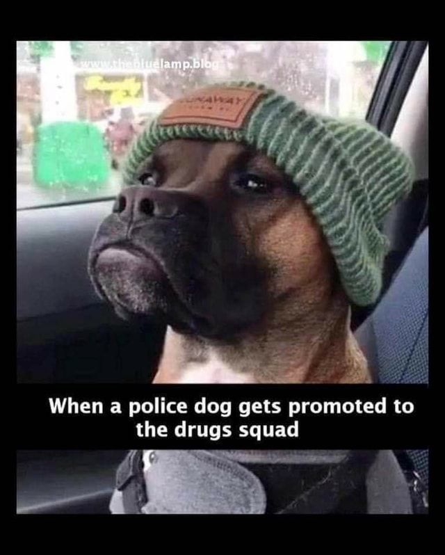 VIK9s's tweet photo. #Congratulations on your #promotion !!

#vestedinterestink9s #vik9s #supportvestedinterestink9s #vestedinterest #drugdog #drugdogs #workingdog #workingdogs #policedog #policedogs #k9 #k9s #policek9 #k9unit #drugsquad #police #dog #dogs #boxer https://t.co/XLPHAJAGrr