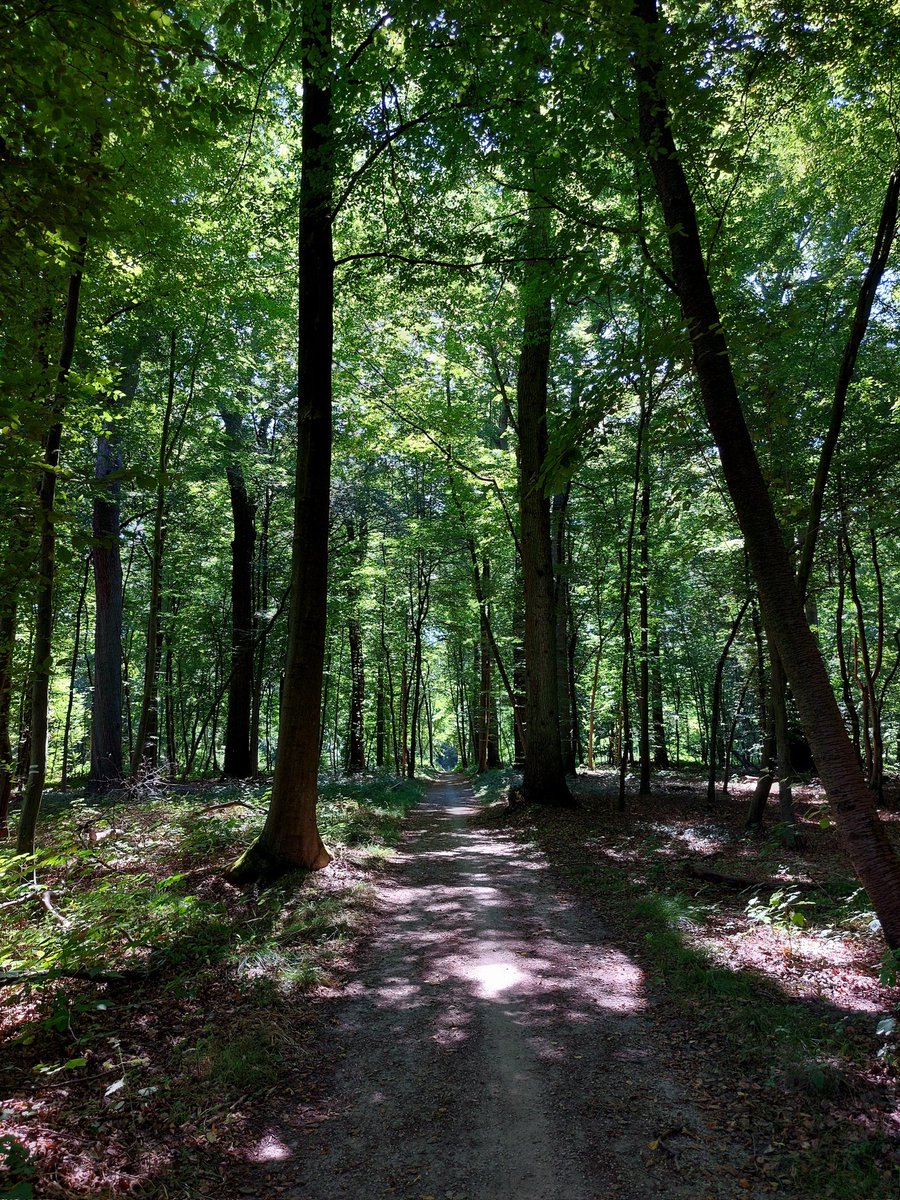 Jelmergraaff's tweet photo. Vandaag weer een ander stukje #natuur in #België. Dit keer het Zoniënwoud ten zuidoosten van Brussel. Ongeveer 7 kilometer gewandeld van station Bosvoorde naar Groenendaal. Nu met de #trein van @NMBS terug naar #Brussel en dan naar Rotterdam met @NS_Int. 

#klimaat #vakantie https://t.co/7Z6UGg5CtJ