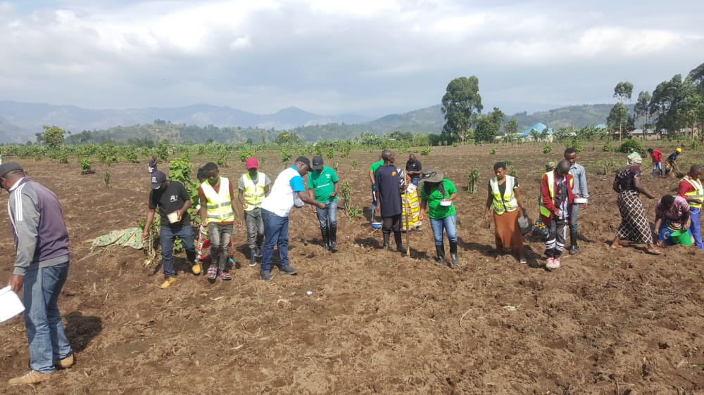 AGRIRESEARCHLtd's tweet photo. Uyumunsi,mu Akarere ka @MusanzeDistrict, Umurenge wa Muko site ya musenyi,@AGRIRESEARCHLtd yifatanyije n'Akarere mu gutangiza igihembwe cy'ihinga 23A haterwa imbuto y'ibigori(WH 605) 
#IgihembweCyihinga23A
#Inyongeramusaruro
#Nkunganire. https://t.co/03BubxDa2G