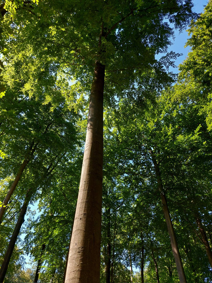 Jelmergraaff's tweet photo. Vandaag weer een ander stukje #natuur in #België. Dit keer het Zoniënwoud ten zuidoosten van Brussel. Ongeveer 7 kilometer gewandeld van station Bosvoorde naar Groenendaal. Nu met de #trein van @NMBS terug naar #Brussel en dan naar Rotterdam met @NS_Int. 

#klimaat #vakantie https://t.co/7Z6UGg5CtJ