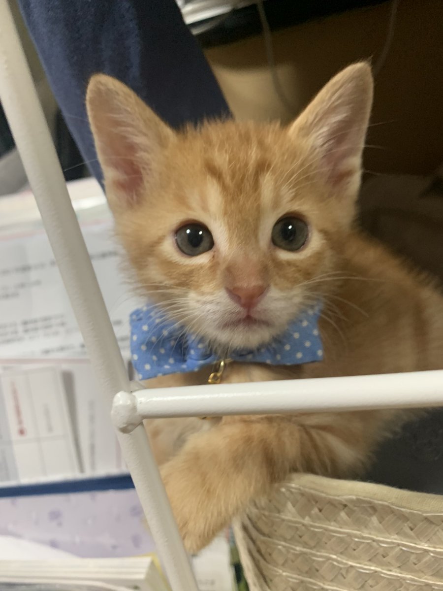 茶トラ猫のぽてと🐈♂ tweet media