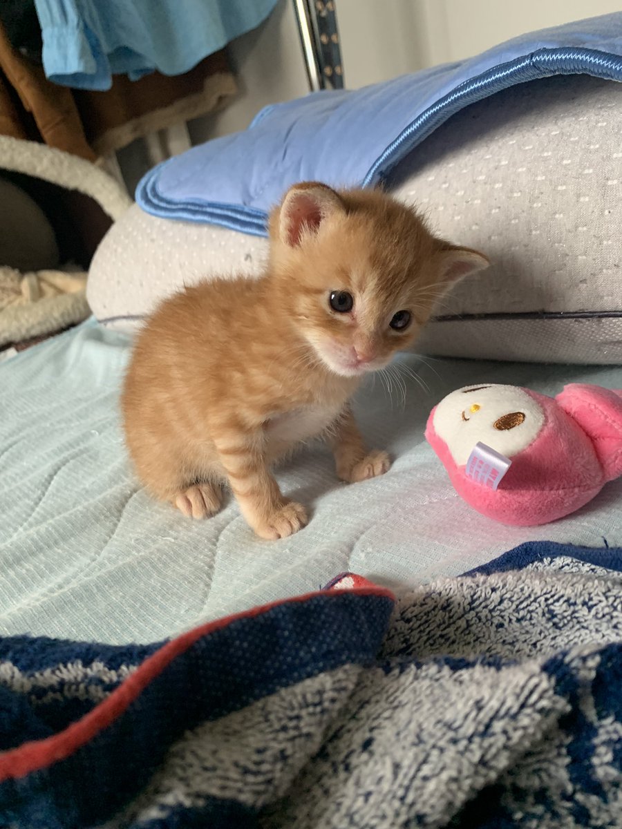 茶トラ猫のぽてと🐈♂ tweet media