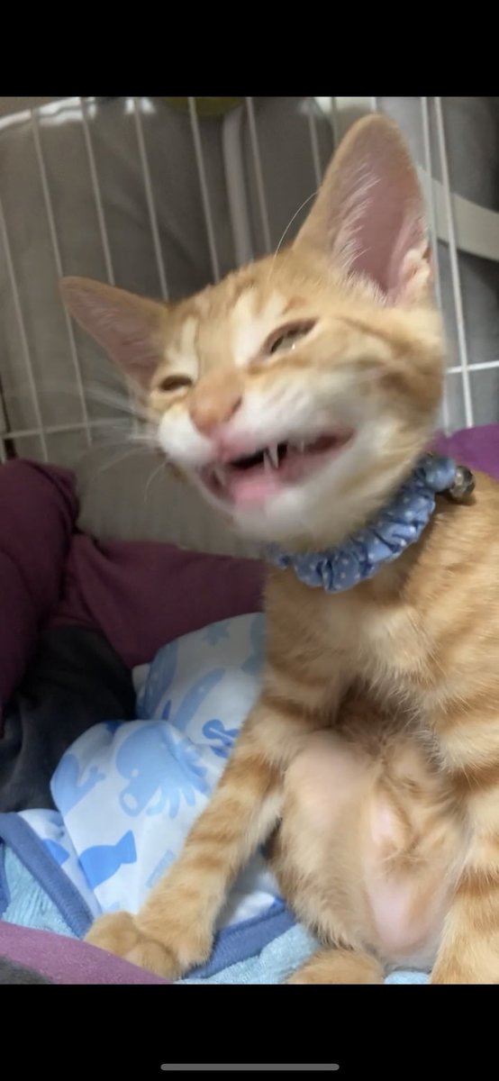 茶トラ猫のぽてと🐈♂ tweet media