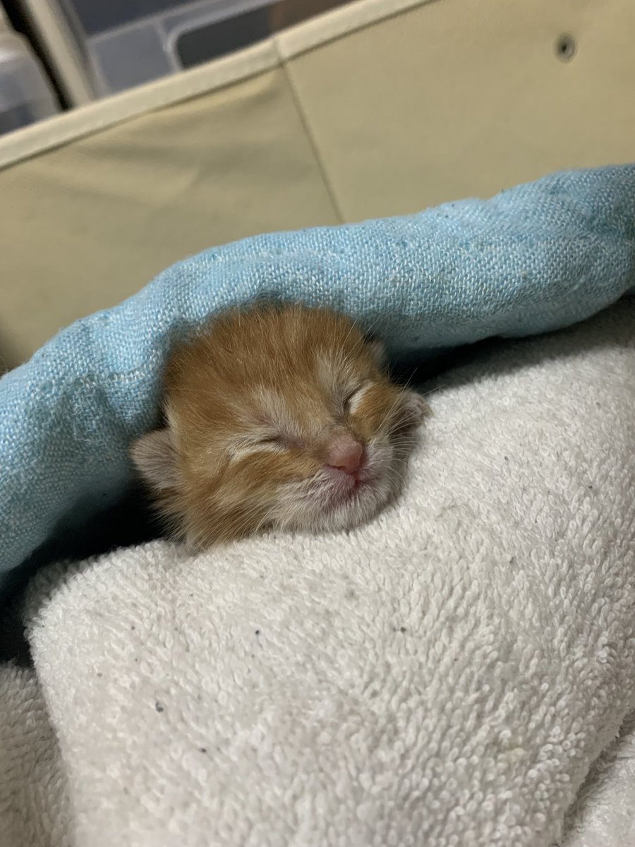 茶トラ猫のぽてと🐈♂ tweet media