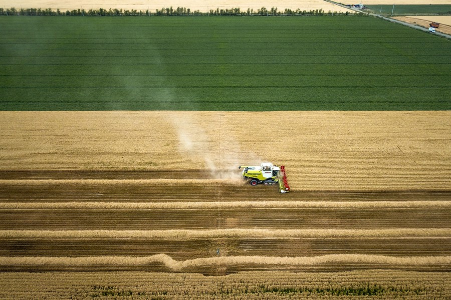 Researchers from 13 worldwide institutes found that under 2 degrees Celsius warming, elevated carbon dioxide fertilization will compensate for the increased warming stresses, resulting in a 1.7% increase in global wheat yields, said a new study published in the journal One Earth.