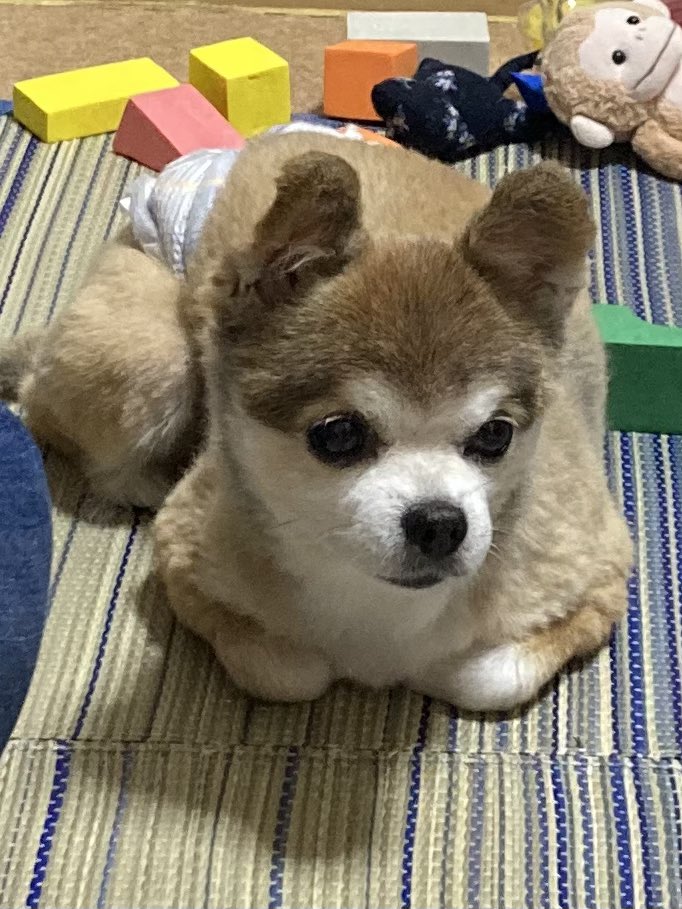 chocomomo2's tweet photo. 犬なのに香箱座りしてる。笑

#猫 #犬 https://t.co/ghtku6eHmW