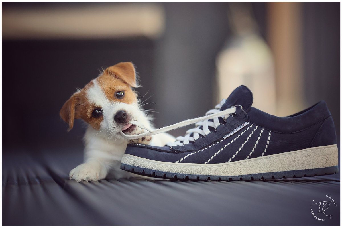 TomRileyImages's tweet photo. #ThePhotoHour #uptomischief #jackrussellterrier #dogoftheday #Puppies https://t.co/xcLP9W3glm