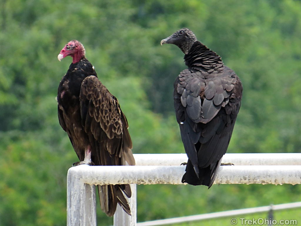 Ausarchosaur on Twitter "Surprisingly, turkey vultures have eyesight