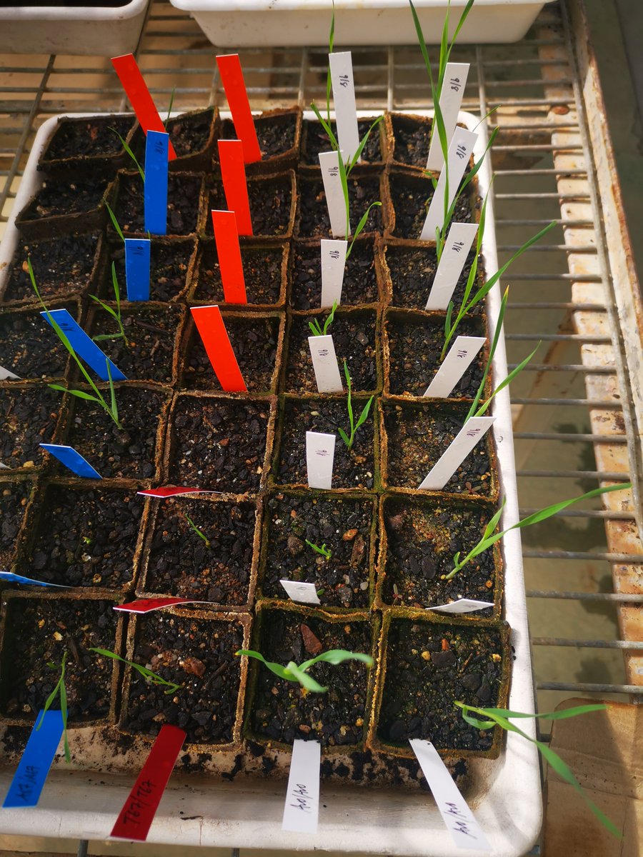 Kathy Dibley tweet media