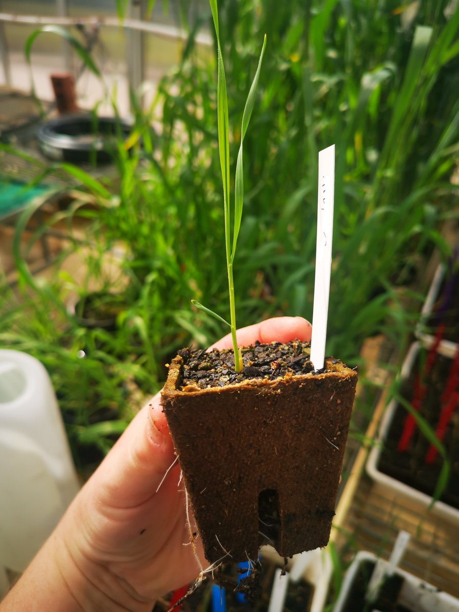 Kathy Dibley tweet media