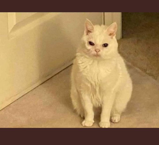 &iexcl;Buen d&iacute;a! mi reina hermosa, como dormiste? *(La reina)  &iexcl;windia hirmisi cimi dirmisti!* https://t.c<a href="/tag/brothers"class="tags"><span>#brothers</span></a>