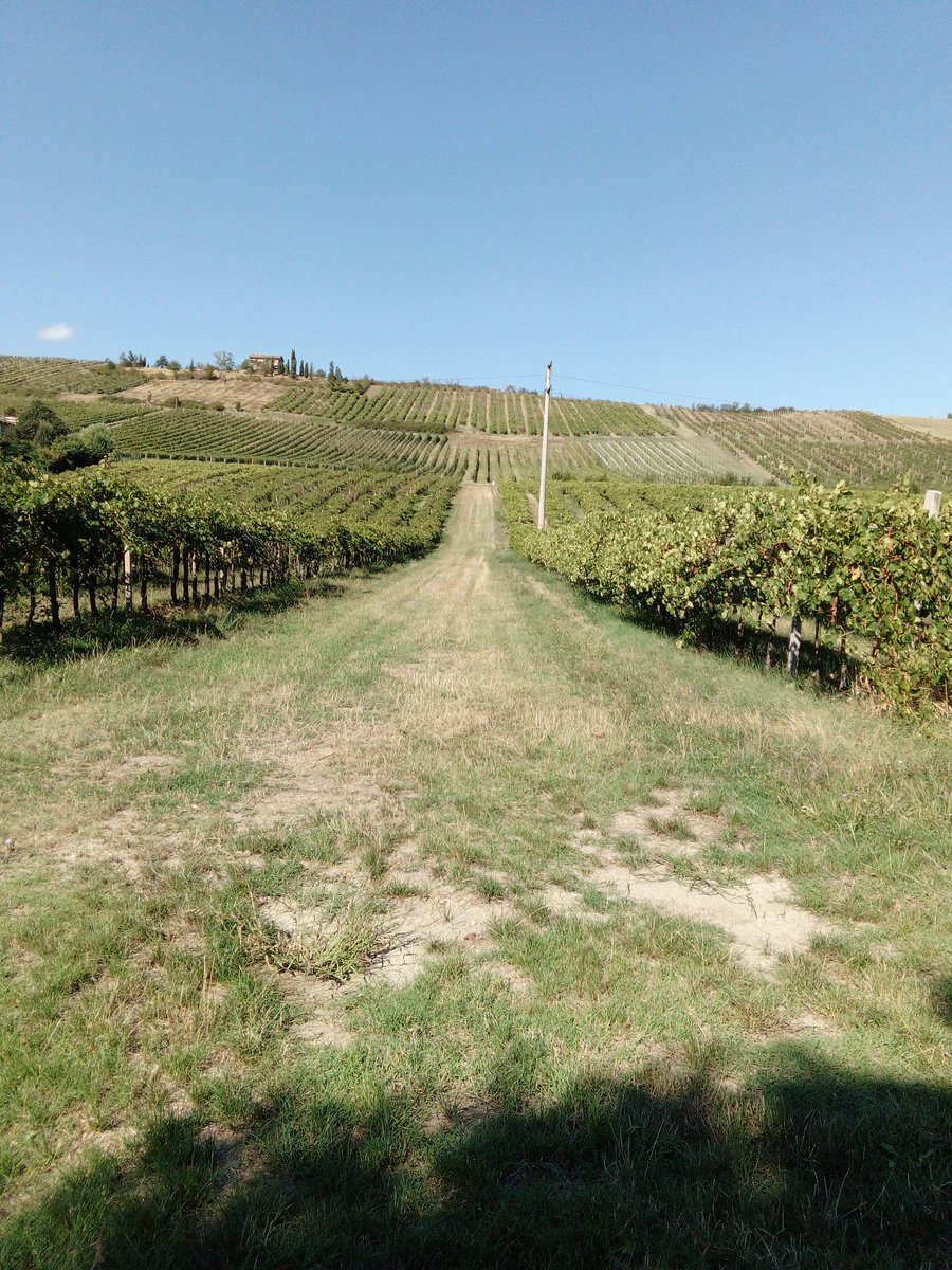 Gianmarcomacpez's tweet photo. #quandoSi mettono le scarpe da running,le endorfine si muovono e il benessere aumenta ad ogni passo di corsa #iocorroqui 10km tra le colline profumate d'estate ..con tanti allunghi intensi e divertenti #runlovers https://t.co/d8q0vN6N79