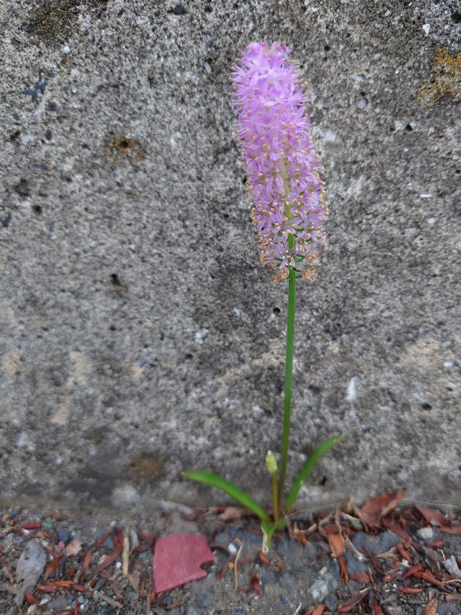 Japonipopo's tweet photo. この花の名前を、Google先生に聞いてみたけど、英語で表示されるだけ。
なぜ？
和訳しても？？？
なんだろう、これ🤔
花の部分は5cmくらい
どなたか教えてください

#花の名前
#紫のフワフワの花 https://t.co/5iXtvuY1sE