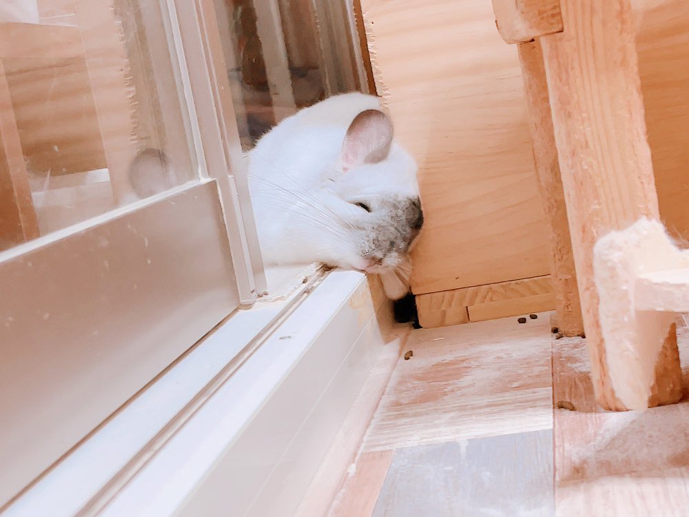 f_capricious_c's tweet photo. たくさんかまってもらった後は冷たいレールの上でひんやりすやぴー☺️。 https://t.co/ohaGge6Xpj