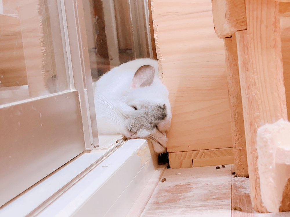 f_capricious_c's tweet photo. たくさんかまってもらった後は冷たいレールの上でひんやりすやぴー☺️。 https://t.co/ohaGge6Xpj