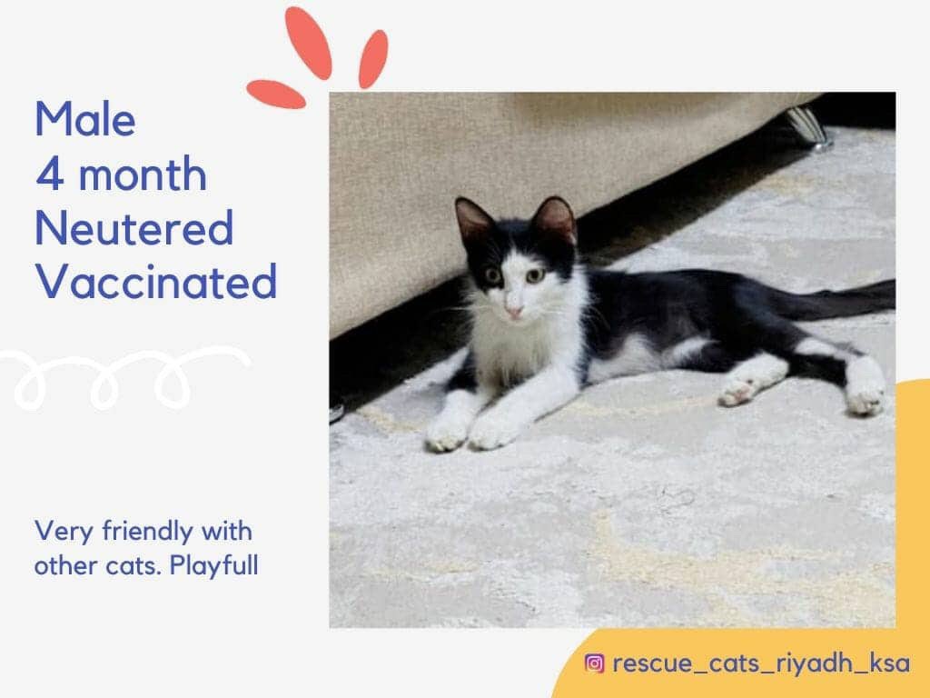 Yumnaraohanif's tweet photo. Riyadh
Please adopt. They will be thrown out at 7:00 pm
Contact:
0501665759

@TbnaaCats @RiyadhCats @RiyadhShelter @Ehsan_Team @RafahVoluntary @refq_ksa @ekb_9 @smaljohani @Bnota1886 @rt_10000000 @AbdullahFarahat
@lostnfound_sa @soft0paws
#ksa #rescuecat #catadop #riyadh https://t.co/OvNuiMUumL