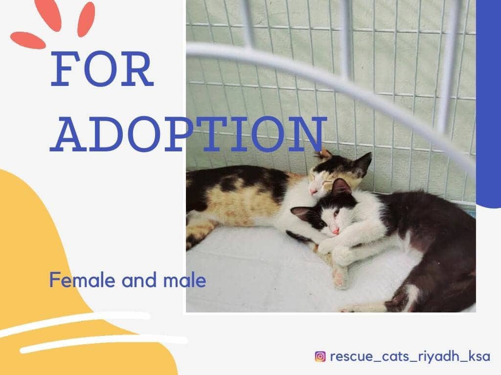Yumnaraohanif's tweet photo. Riyadh
Please adopt. They will be thrown out at 7:00 pm
Contact:
0501665759

@TbnaaCats @RiyadhCats @RiyadhShelter @Ehsan_Team @RafahVoluntary @refq_ksa @ekb_9 @smaljohani @Bnota1886 @rt_10000000 @AbdullahFarahat
@lostnfound_sa @soft0paws
#ksa #rescuecat #catadop #riyadh https://t.co/OvNuiMUumL
