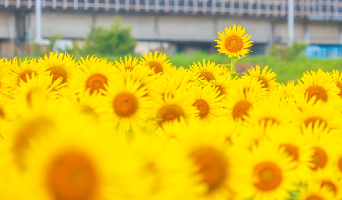 felvmm's tweet photo. #写真撮ってる人と繋がりたい 
 #ひまわり
 #向日葵 
 #sunflower https://t.co/zXRLOAr8om
