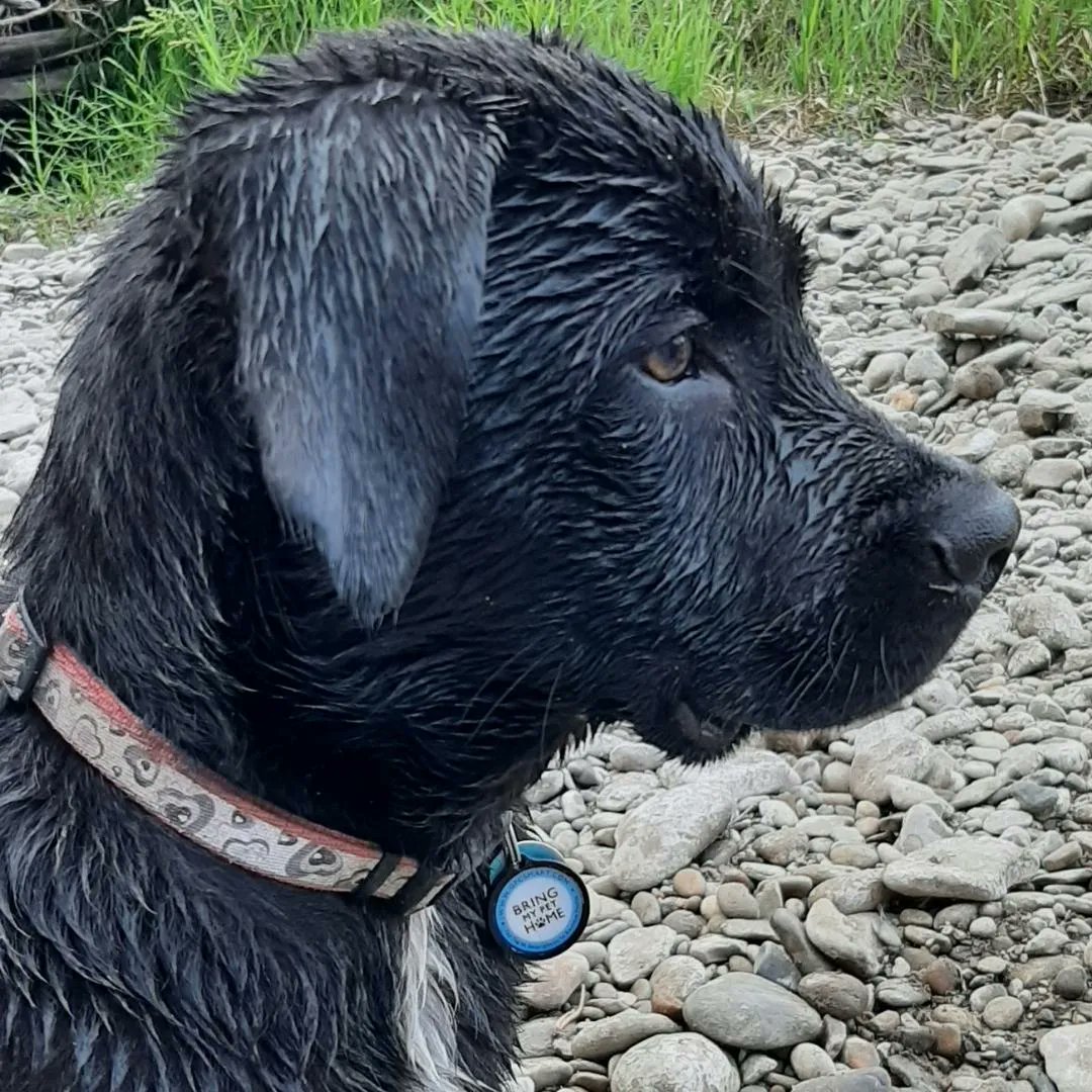 gpc_smart's tweet photo. Our GPC Smart tags are waterproof, making them perfect for adventurous and water-loving pups. https://t.co/mY4ptbixW7