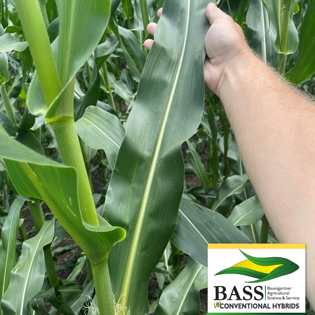 Durayield hybrids yield more competitive under stress with their natural characteristics defending against weeds &amp; pests. Offering superior drought tolerance, we’ve brought the unconventional to conventional with non-GMO hybrids you can depend on: basshybrids.com