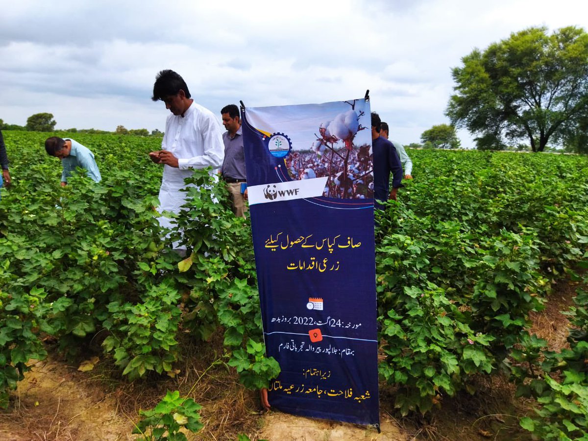 OfficialMNS_UAM's tweet photo. صاف کپاس کے حصول لے لئے زرعی اقدامات #cleanCotton #Mnsuam #FieldAdvisory https://t.co/lfx61kbOzy