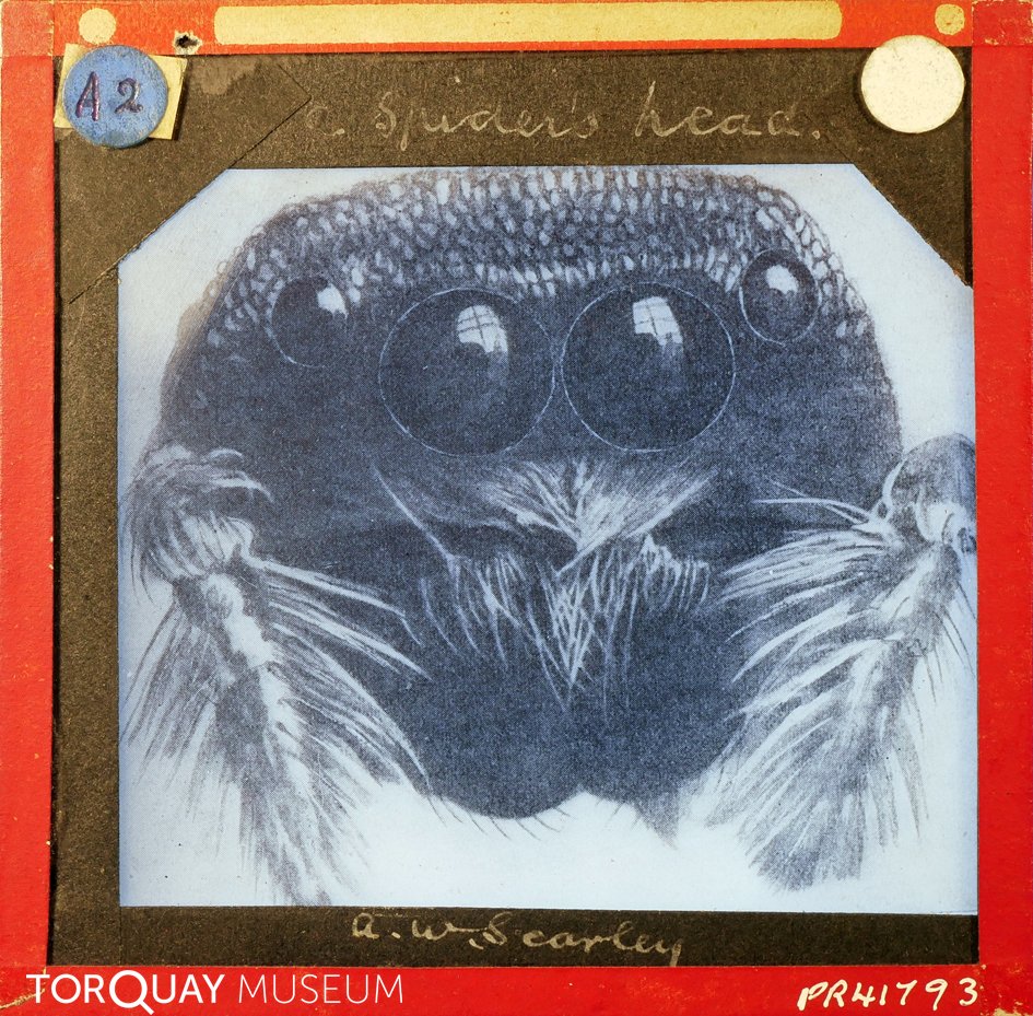TorquayMuseum's tweet photo. Our lantern slide project is near its completion and these are some of the last slides we've been working on. We will tell you about our plans for the next project soon! #DigitalArchives #lanternslides #picoftheday #fortheloveofarchives #digitisation https://t.co/j0v2HGYApI