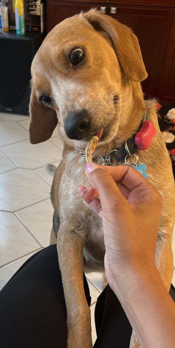 In todays news: I REALLY like these little fish treats 😍😆