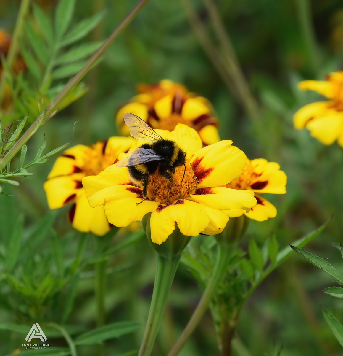 AnnaWeilding's tweet photo. Busy bee at work in The Lost Gardens of Heligan  Cornwall 🐝 🌼

#bee #nature #naturephotography #closeup #photooftheday #cornwall #WildlifeWednesday #wildlife #nature #beautiful #flowers https://t.co/1BrEFkR1Pj