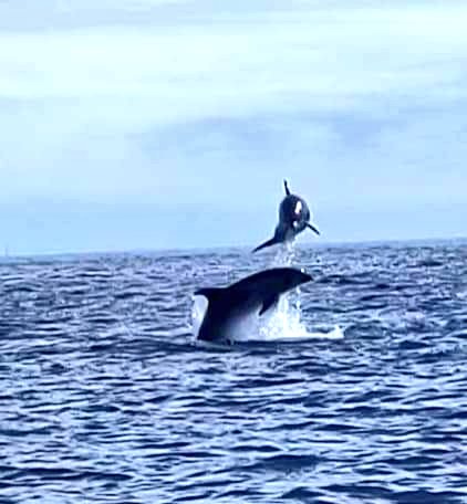 vivelesSVT's tweet photo. Quand les profs enquêtent sur le terrain à #MerEduc22 😃 Exceptionnelle sortie en mer sur le parc naturel marin d'Iroise ! https://t.co/EUZcuCI4Ao