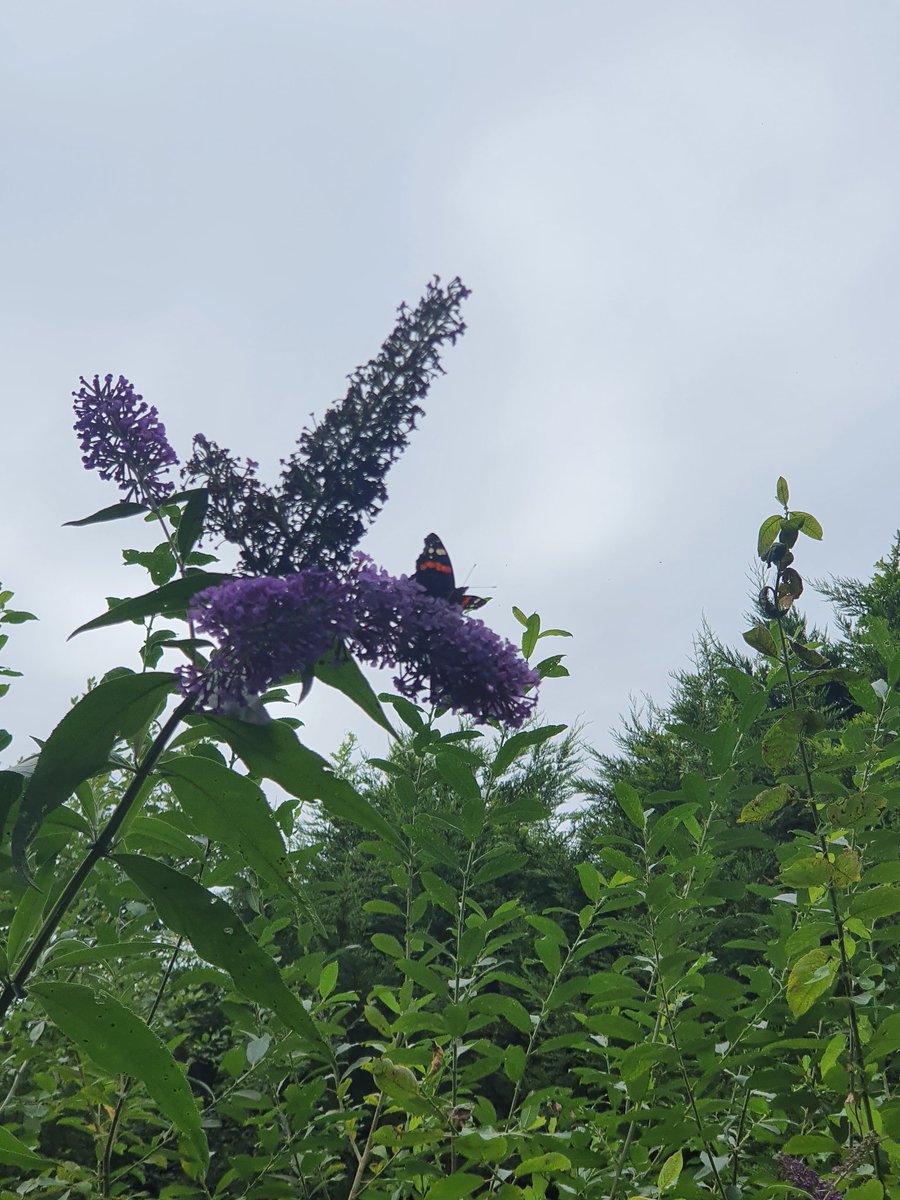 faiths4change's tweet image. Such a special day for the @livfoodgrowers gardeners... welcoming neighbours at The Secret Garden and celebrating the hard work of the volunteers at @lasalle_hotel garden 🍅🌱  well done! 👏
Get involved! rachel@faiths4change.org.uk/ 07715 087655 
#communitygarden
#GrowWestderby