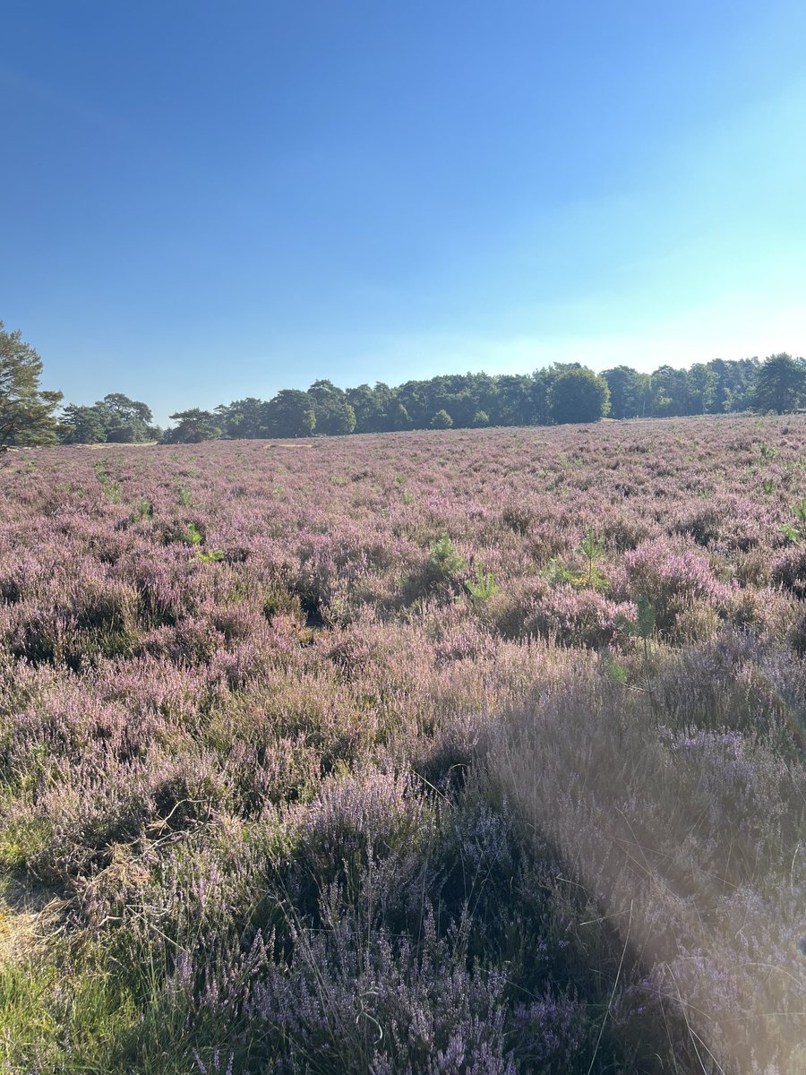 roonng's tweet photo. This is also the landscape of thé Netherlands #HogeVeluwe https://t.co/m2PizEwvZk