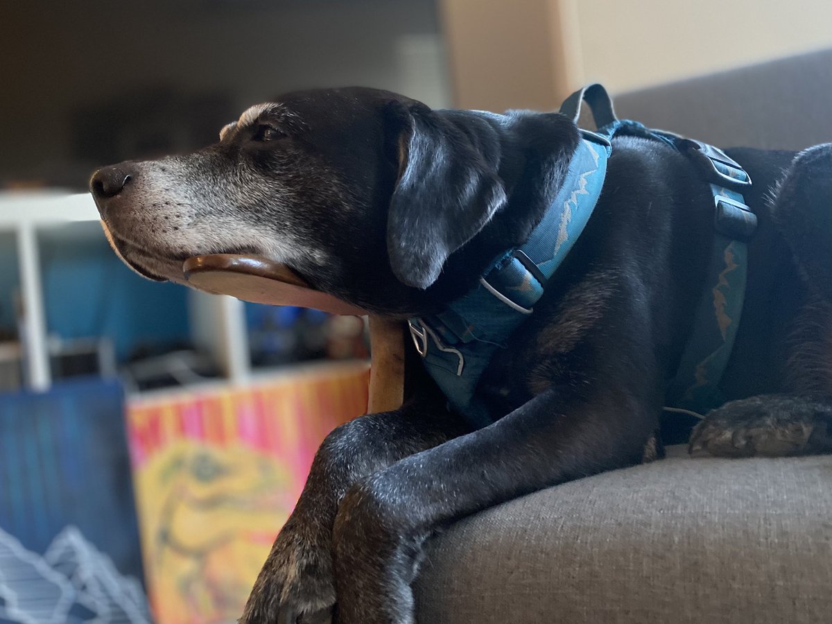 Good morning from this guy &amp; his snooooot 🐾🖤