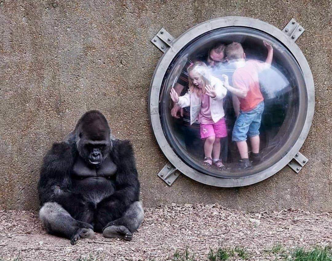 Maria_Vegana's tweet photo. "The world is beautiful, but has a disease called man." ~Nietzsche ๐๐ฆ๐ #SomeoneNotSomething
#AnimalsAreNotEntertainment #ZooIsPrison #HumanIsEvil #HumanIsPerverse #AnimalsAreNotOurs #VoiceForTheVoiceless #VeganismIsEmpathy #BeVeganForThem
#AnimalRightsActivists #BeTheirVoice https://t.co/2sxd7F6WBj